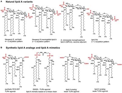 Tailored Modulation of Cellular Pro-inflammatory Responses With Disaccharide Lipid A Mimetics